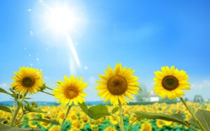 26-02-17-sunflower-wallpapers1808