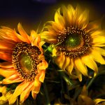 26-02-17-sunflower-wallpapers1810