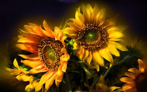 26-02-17-sunflower-wallpapers1810