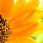 26-02-17-sunflower-wallpapers1812