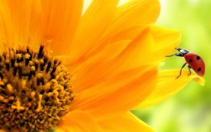 26-02-17-sunflower-wallpapers1812