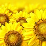 26-02-17-sunflower-wallpapers1815