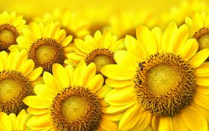 26-02-17-sunflower-wallpapers1815