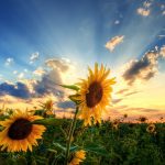 26-02-17-sunflower-wallpapers1816