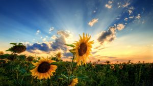 26-02-17-sunflower-wallpapers1816