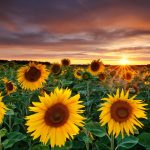 26-02-17-sunflower-wallpapers1820