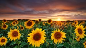 26-02-17-sunflower-wallpapers1820