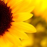 26-02-17-sunflower-wallpapers1822