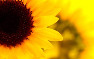 26-02-17-sunflower-wallpapers1822