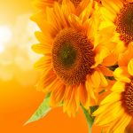 26-02-17-sunflower-wallpapers1824