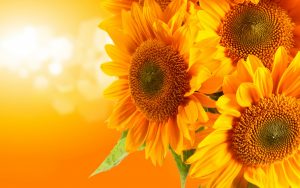 26-02-17-sunflower-wallpapers1824