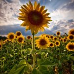 26-02-17-sunflower-wallpapers1825