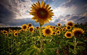 26-02-17-sunflower-wallpapers1825