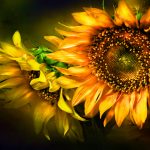 26-02-17-sunflower-wallpapers1826