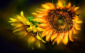 26-02-17-sunflower-wallpapers1826