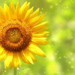 26-02-17-sunflower-wallpapers1827