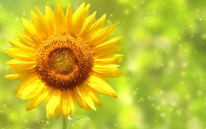 26-02-17-sunflower-wallpapers1827
