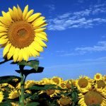 26-02-17-sunflower-wallpapers1828