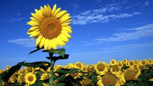 26-02-17-sunflower-wallpapers1828