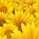 26-02-17-sunflower-wallpapers1829