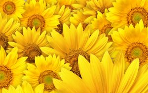 26-02-17-sunflower-wallpapers1829