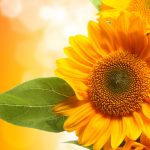 26-02-17-sunflower-wallpapers1830