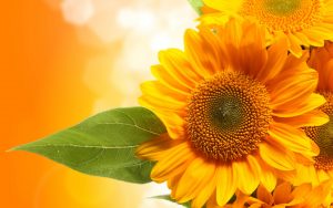 26-02-17-sunflower-wallpapers1830