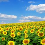 26-02-17-sunflower-wallpapers1832