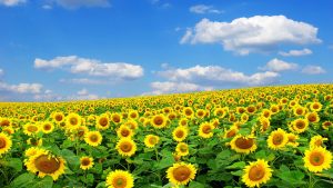 26-02-17-sunflower-wallpapers1832