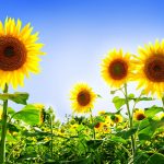 26-02-17-sunflower-wallpapers1835