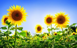 26-02-17-sunflower-wallpapers1835