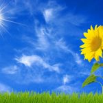 26-02-17-sunflower-wallpapers1840