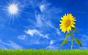 26-02-17-sunflower-wallpapers1840