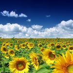 26-02-17-sunflower-wallpapers1846