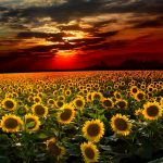 26-02-17-sunflower-wallpapers1879