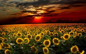 26-02-17-sunflower-wallpapers1879