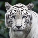 26-02-17-white-tiger-background11802