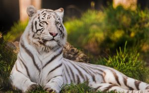 26-02-17-white-tiger15323