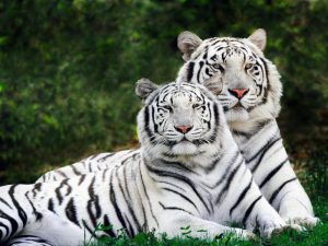 26-02-17-white-tiger6524