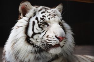 26-02-17-white-tiger6525