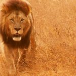 27-02-17-african-lion-pi-ctures15305