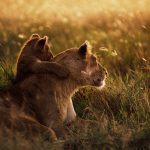 27-02-17-african-lion-wa-llpaper-widescreen14771