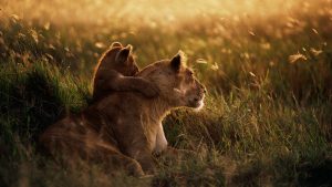 27-02-17-african-lion-wa-llpaper-widescreen14771