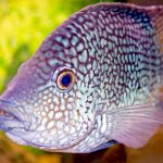 27-02-17-aquarium-fish-hd10685