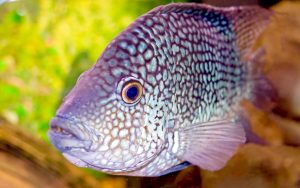 27-02-17-aquarium-fish-hd10685