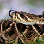 27-02-17-awesome-rattlesnake-wallpaper4651