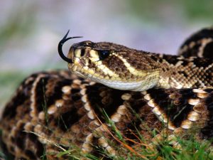 27-02-17-awesome-rattlesnake-wallpaper4651