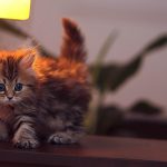 27-02-17-baby-cat-wallpaper8047