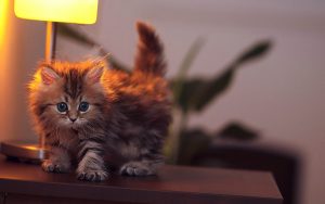 27-02-17-baby-cat-wallpaper8047