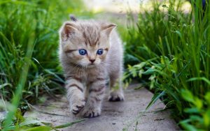 27-02-17-baby-cat7868